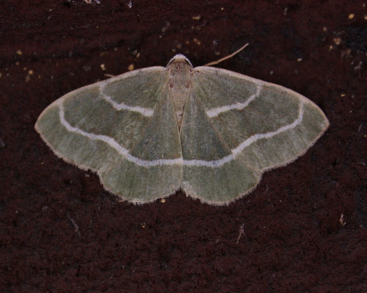 hylaea fasciaria?